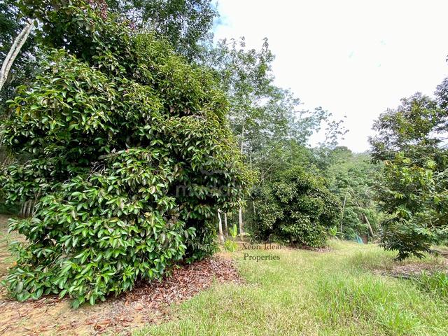 【🔥FREEHOLD】8 Acres Durian Orchard @ Titi, Jelebu, Mukim Glami Lemi 5