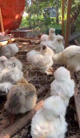 ayam silkie us silkie chicken - photo 6 of 6