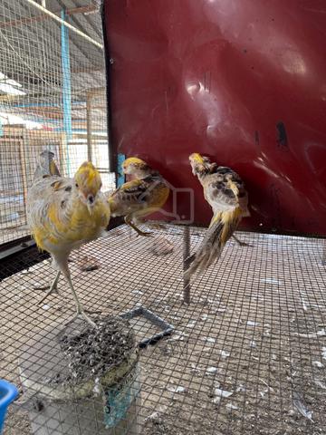 Carousel Image