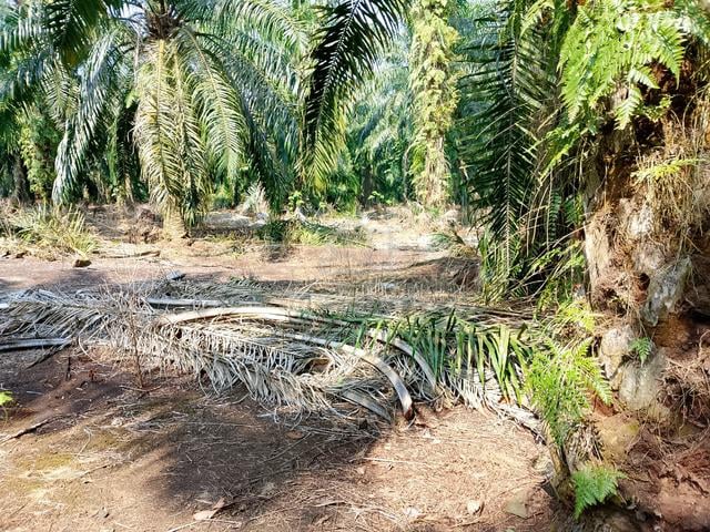 Tanah Kelapa Sawit 2 ekar Sungai Belangkan Sepang Selangor 1