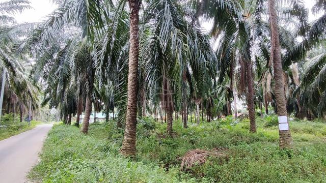 Kampung Baru Telok Ramunia, Mukim Pantai Timur 1