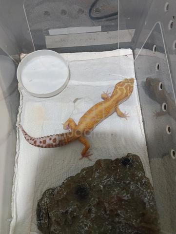 1.0 Leopard Gecko - photo 3 of 4