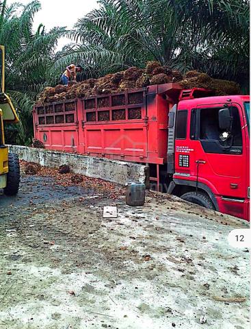 Ladang kelapa sawit 500 ekar good roi tanah psk cash buyer Rompin 4