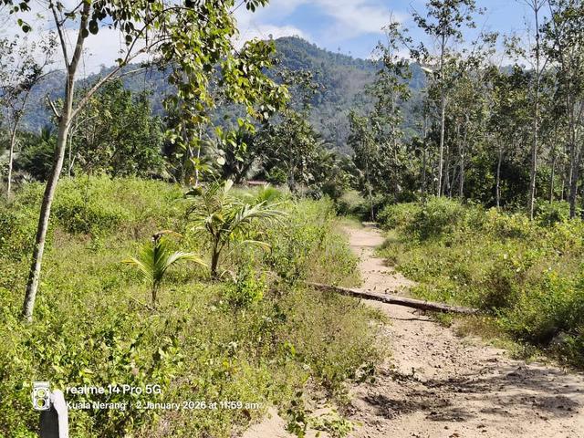 Tanah Kebun di kg Perik Kuala Nerang  1