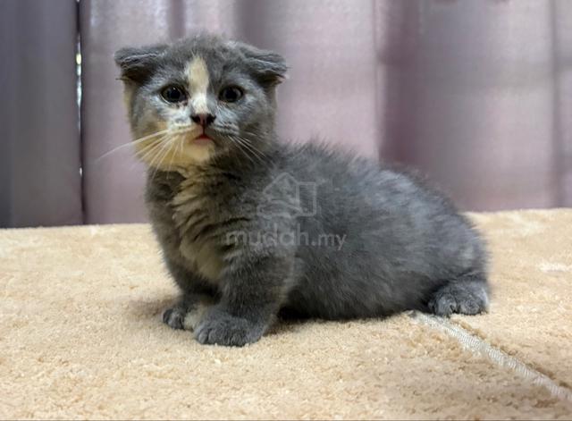 Carousel Image Selected