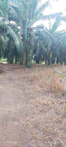 tanah 1
