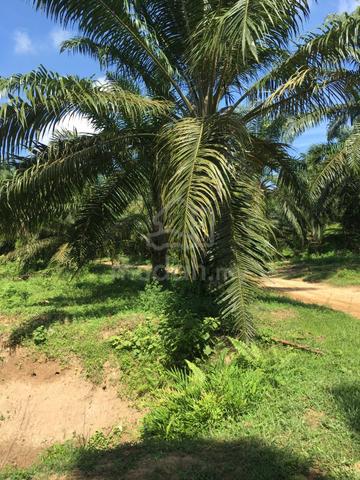 5 EKAR TANAH ladang sawit untuk dijual 1