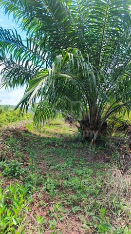 Prime Opportunity to Acquire 965 Acres of Freehold Oil Palm Estates. 1