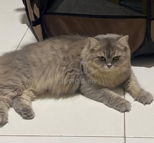 Persian cat - photo 2 of 4