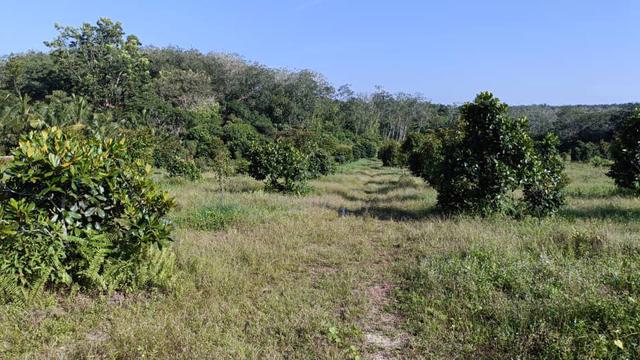 Dusun 9.893 ekar area Lendu Alor Gajah 1