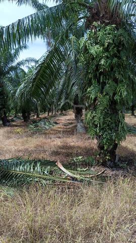 Kuala Selangor Agri Land 1