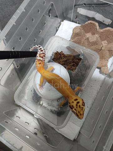 0.1 Leopard Gecko - photo 4 of 4