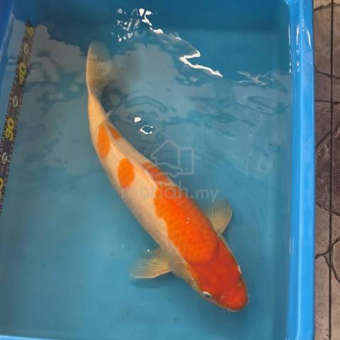 50cm Japanese Koi - photo 2 of 2