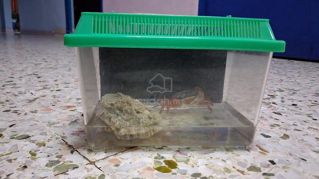 Ketam air tawar - photo 3 of 3