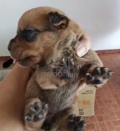 Rottweiler x Pitbully - photo 5 of 5