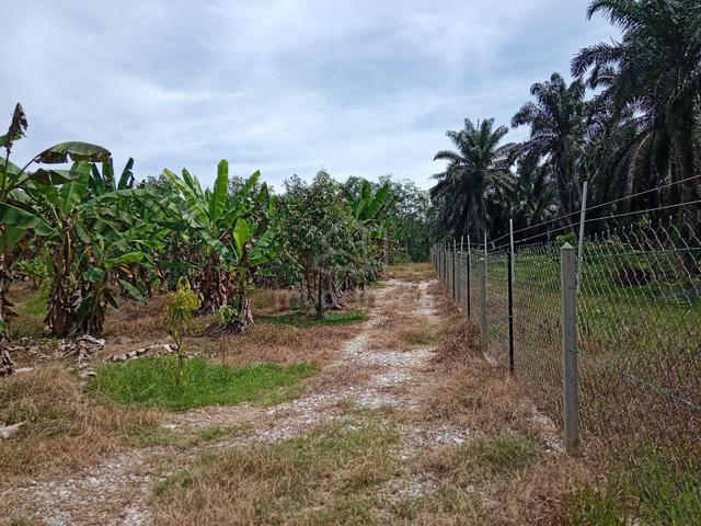 Ladang Durian Eksklusif Untuk Dimiliki 5