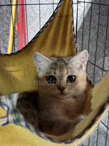 Carousel Image Selected