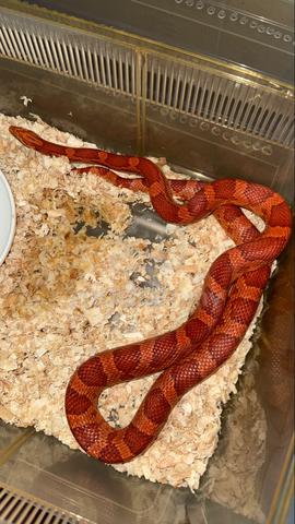 Corn Snake - photo 2 of 5