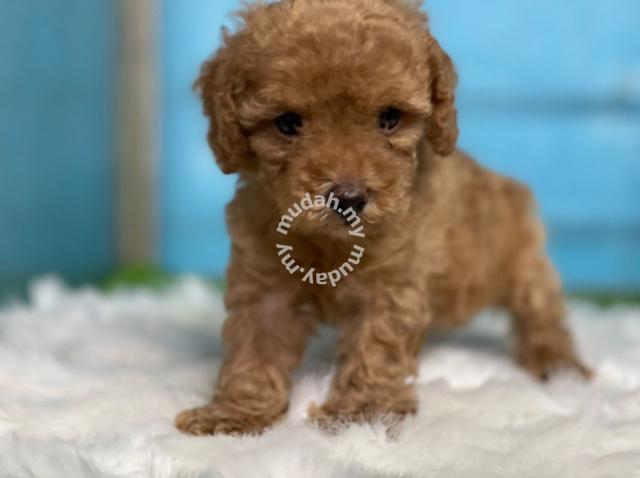 red toy poodle harga