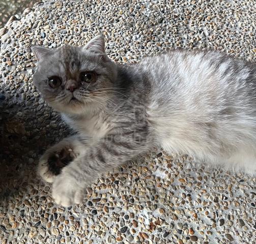 exotic shorthair - photo 3 of 4