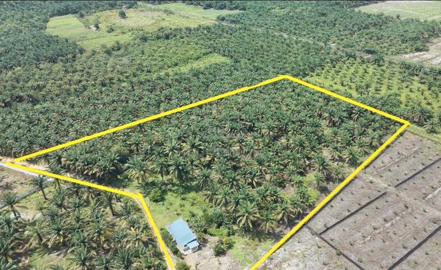 Agriculture Land for Sale @ Machap, Simpang Renggam 1
