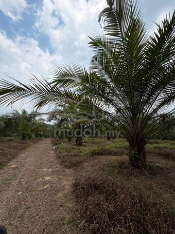 5.56 Ekar Tanah Sawit Berhasil Di Lenga Muar 1