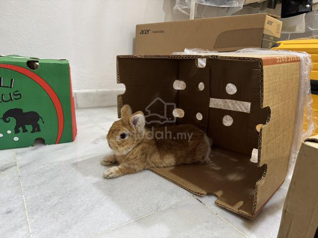 netherland dwarf rabbit nd rabbit orange - photo 4 of 4