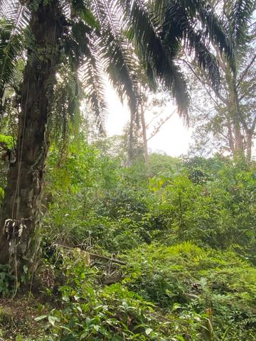 Tanah pokok getah bercampur durian 1