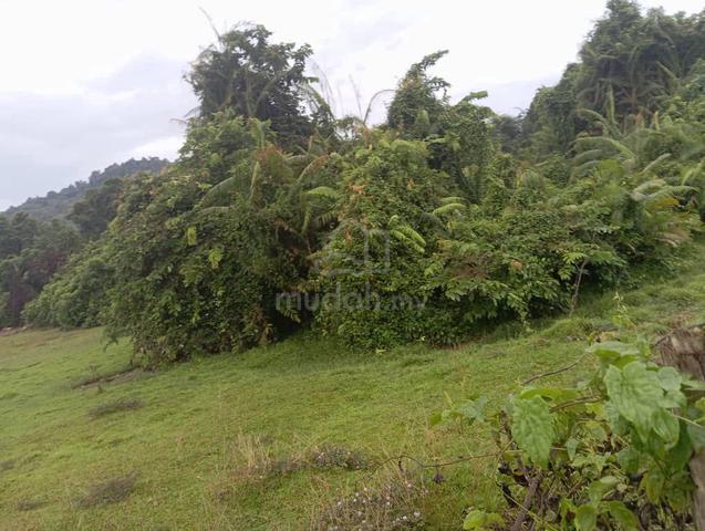 Tanah Pertanian 3 Ekar Kampung Bukit Tadok, Kuala Telemung, Terengganu 1