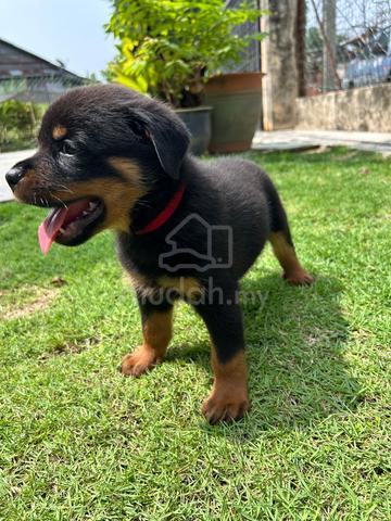 Rottweiler puppies 🐶🐾 - photo 2 of 4