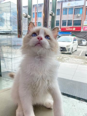 ragdoll - photo 3 of 3