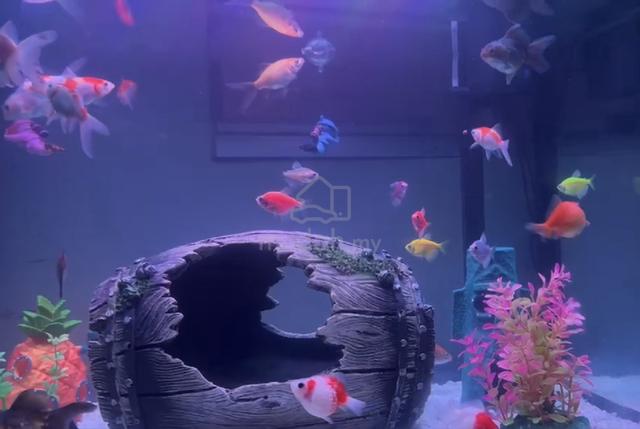 Ikan Common dan Comet Goldfish 7 ekor🐠🐟 - photo 4 of 6