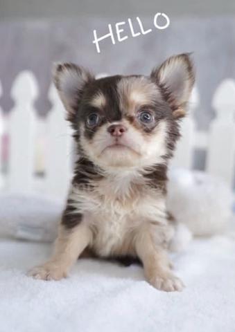 CHIHUAHUA PUPPIES VIP94🌷Head Apple Bonnie Dog - photo 2 of 3