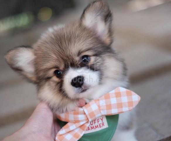 CORGI PUPPIES C206 🌻 cheeky Puppy Male~Female - photo 2 of 4