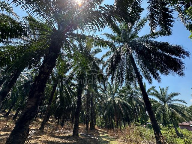 Melaka Alor Gajah Masjid Tanah Oil Palm FREEHOLD 1