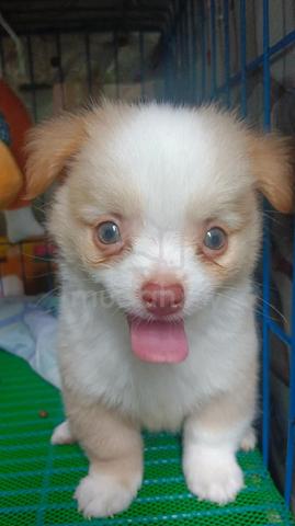 Chihuahua ~4 - photo 2 of 6