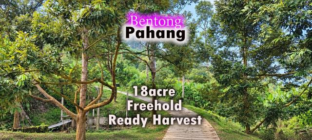 Pahang Bentong Freehold 18acre Durian Land Ready Harvest 1