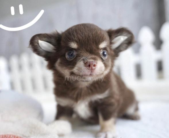 CHIHUAHUA PUPPIES VIP90🌷Head Apple Bonnie Dog Boy - photo 2 of 3