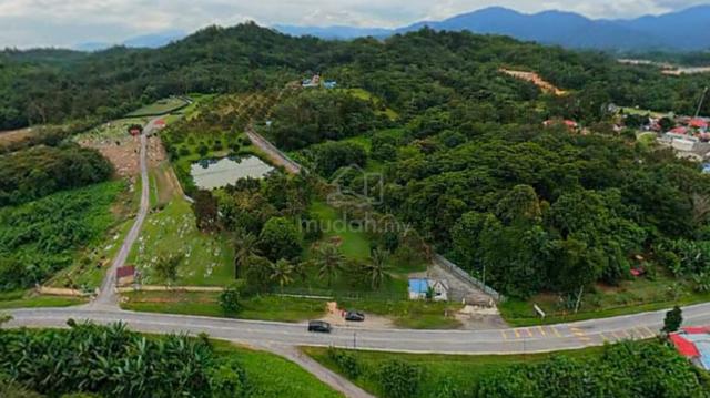 9 Ekar Dusun Musang King & Duri Hitam Tepi Jalan Utama – Batang Kali 1