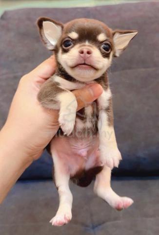CHIHUAHUA PUPPIES VIP84🌷Head Apple Bonnie Dog Boy - photo 2 of 3