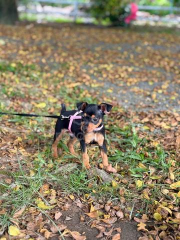 mini pincher puppies puppy - photo 2 of 2