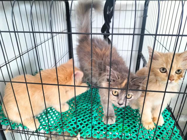 Anak Kucing 4 Bulan - photo 5 of 6