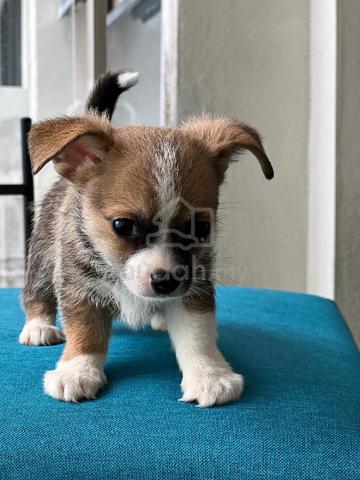 purebreed chihuahua puppy available  - photo 4 of 4