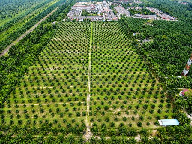 20 Acres Near WCE Highway Land Teluk Intan Perak Tanah Pertanian 1