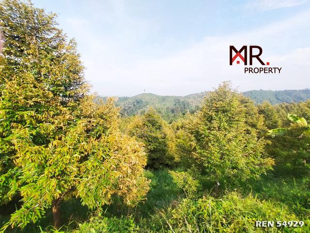 PRIME AREA Durian Farm Bandar Baharu FOR SALE 1