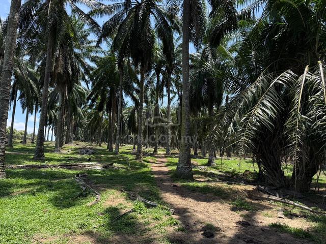 11 acres Agricultural land with Palm tree farm Spring Hill Lukut 1