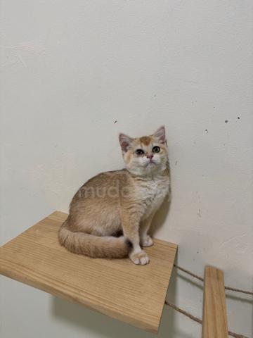 bsh golden - photo 3 of 4