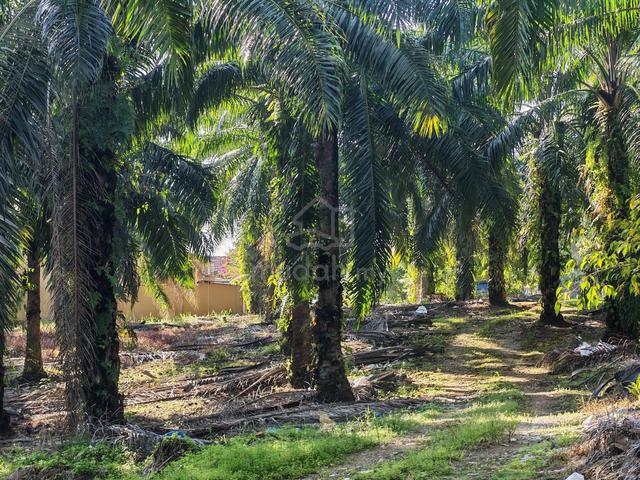 Converted 12 acres residential land Pulai Jaya,jb town 1