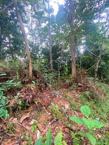 Tanah Getah ☘️ di Kg Jerangsang Kuala Lipis 1