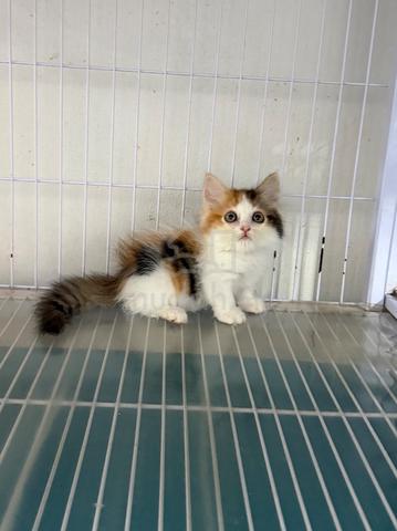 Carousel Image